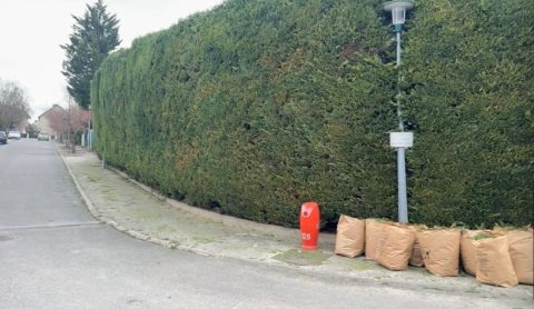 Longue haie taillée le long d’une rue