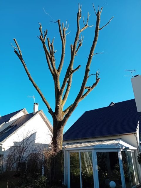 Démontage d’un arbre par sections en hauteur